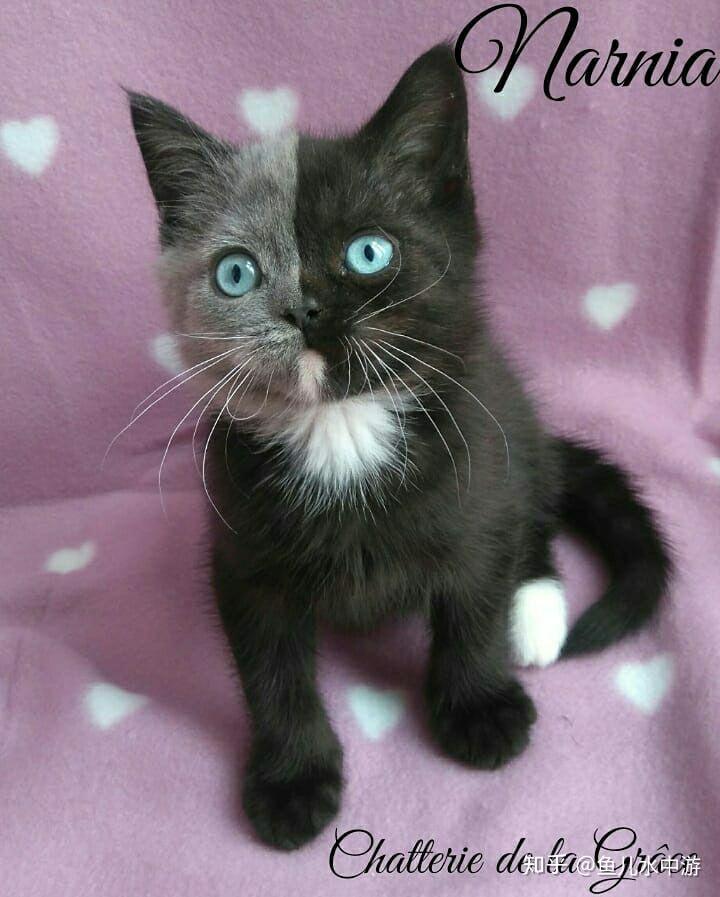 你见过猫咪最特别的花色都有哪些