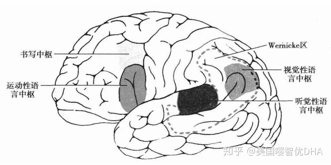 三,视运动性语言中枢(书写中枢:位于额中回的后部,此处受损,虽然其他