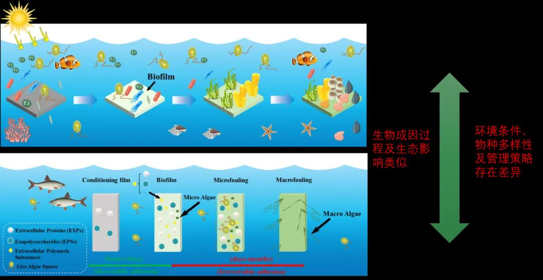 Biofouling文章推荐 | 识别海洋和淡水中的生物污损物种方法探析 - 知乎