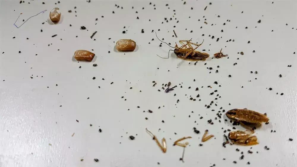 蟑螂的排泄物中,含有大量的信息素,其气味强大且持久,能将周围的蟑螂