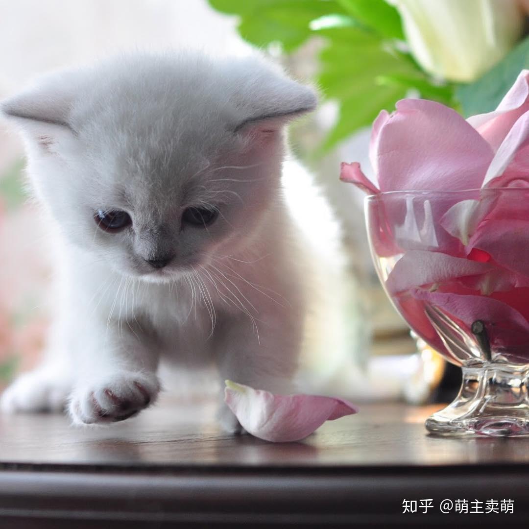 呆萌可爱的银渐层小猫咪图集 - 知乎