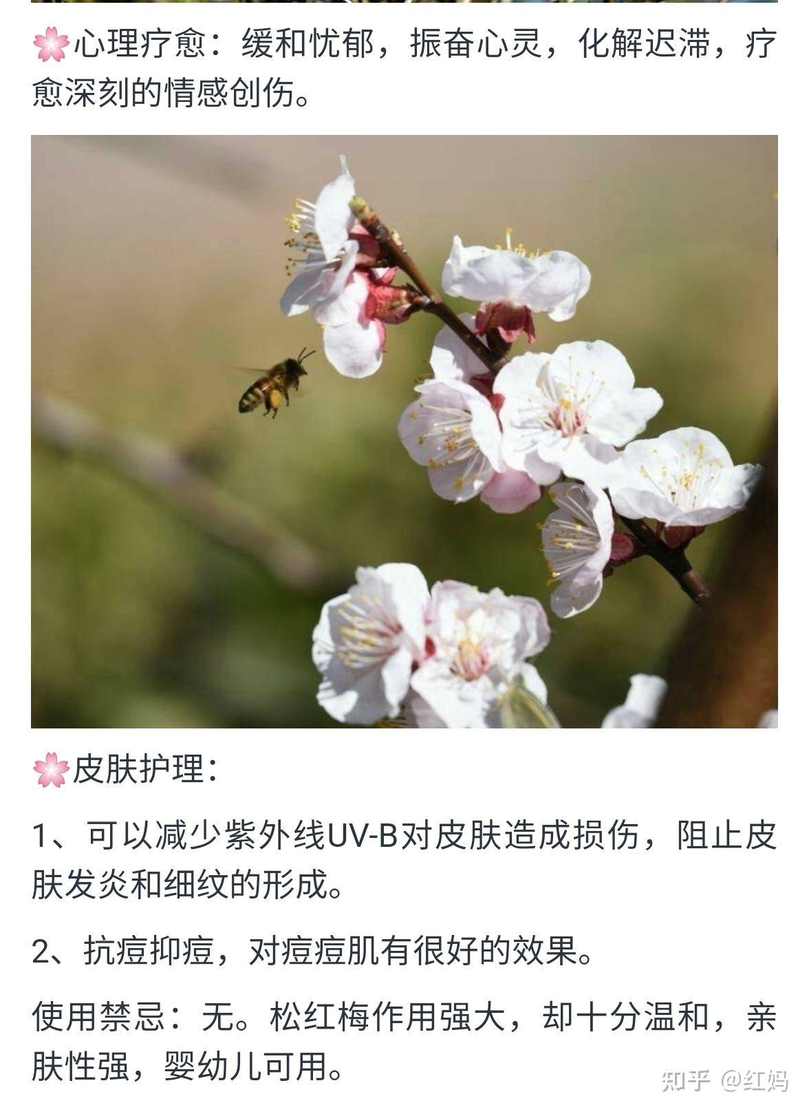 精油名片松红梅麦卢卡