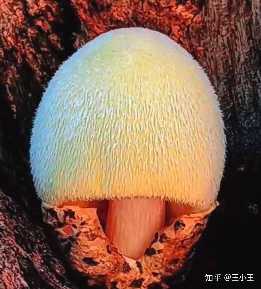 有哪些长得比较逆天的真菌?