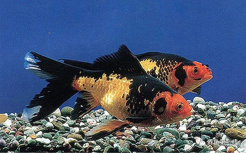 水生生物图文欣赏:金鱼赏阅(上)---草种金鱼12种,龙种金鱼68种!