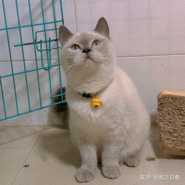 蓝猫和蓝白重点色英短