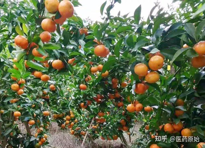 带你识别橘核 - 知乎