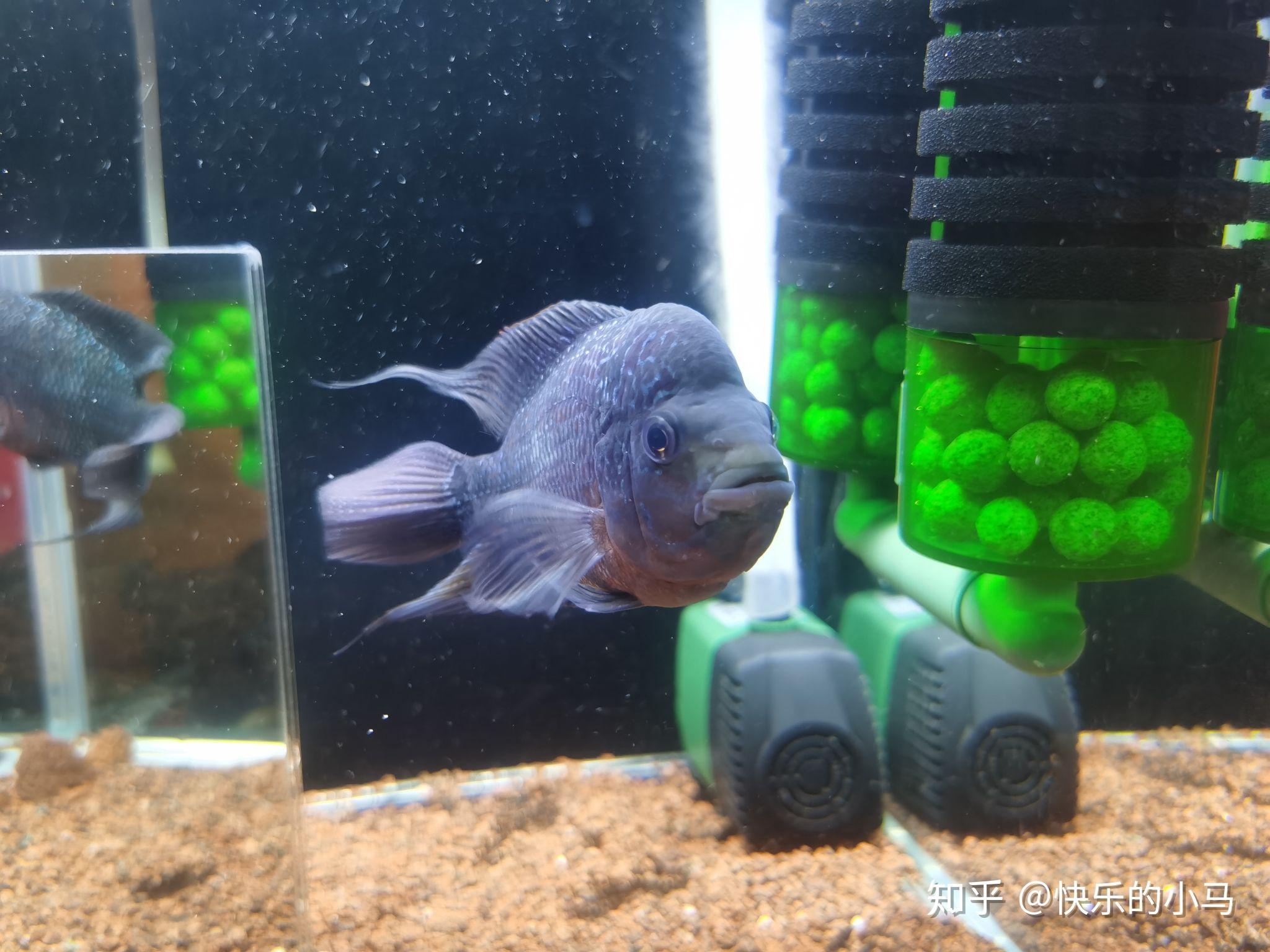 罗汉鱼起头 - 知乎