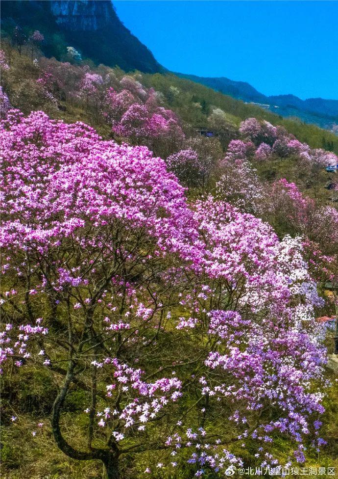 九皇山花溪景售票处>乘坐观光车(赏花入园处>南门>景区内赏花>西门