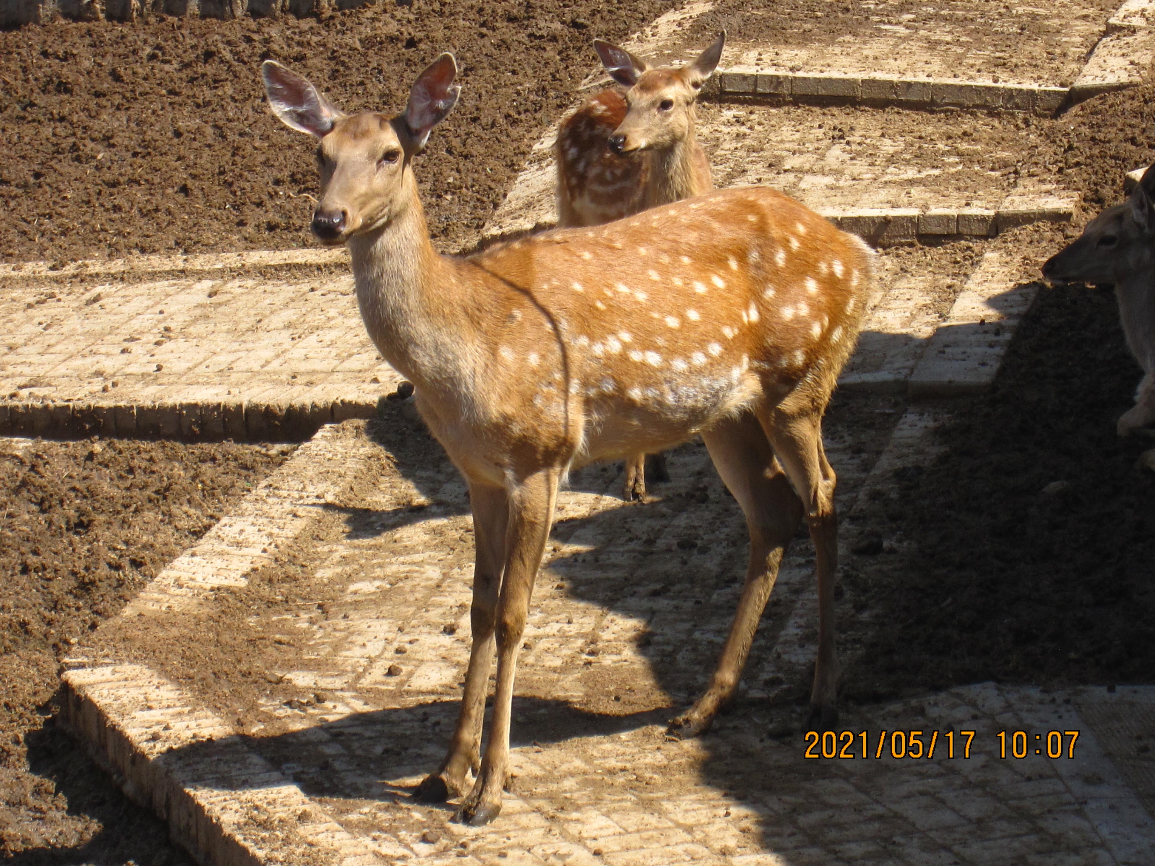 黄荷>黄迪翠>祝晨晨>曾露露>李俏俏|估计魏渊垫底儿4000_3000