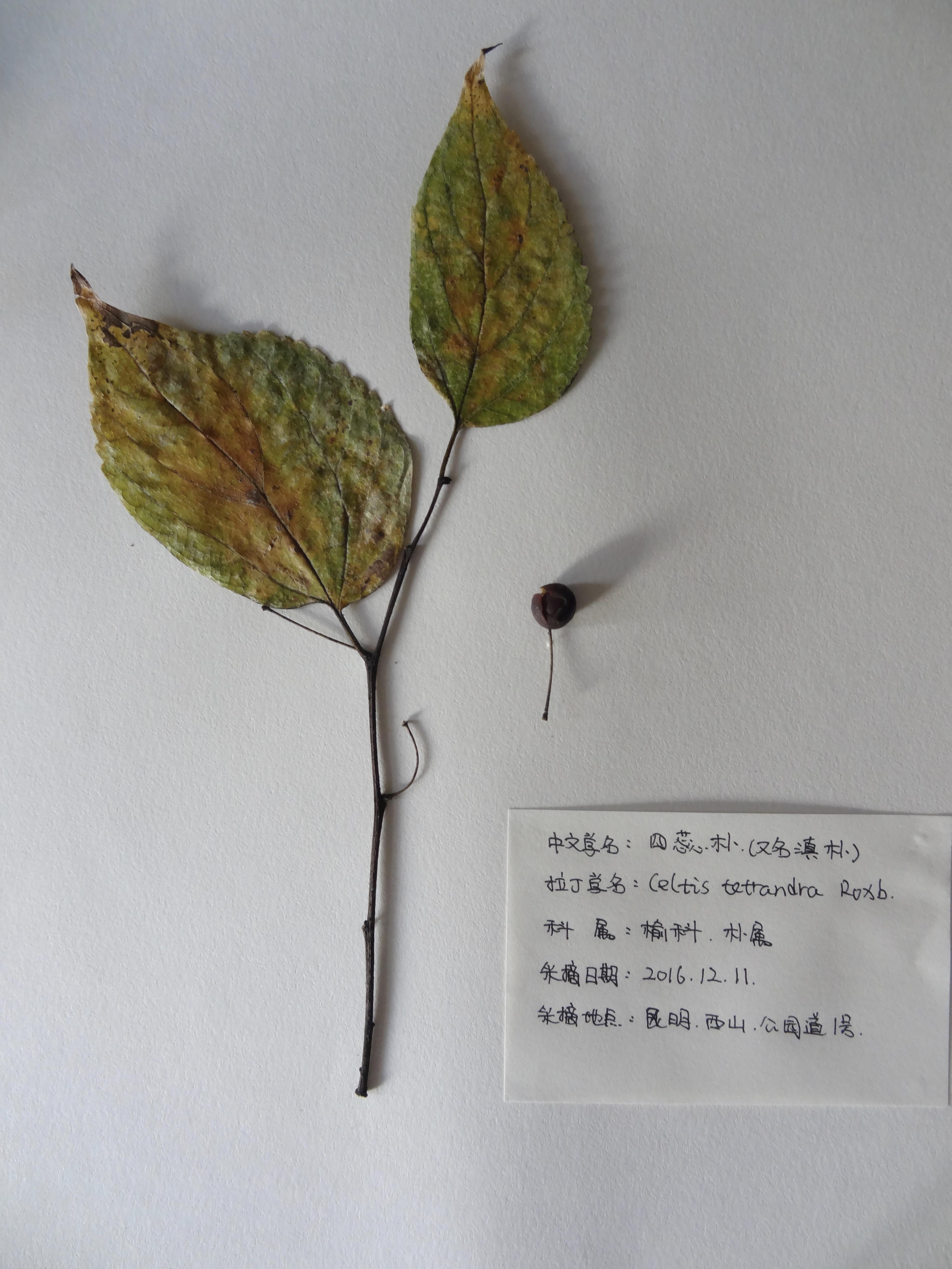 植物标本的制作方法 知乎