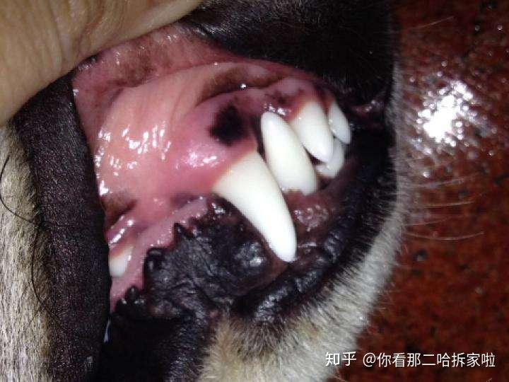 狗狗为何会有口臭这些原因你都了解吗