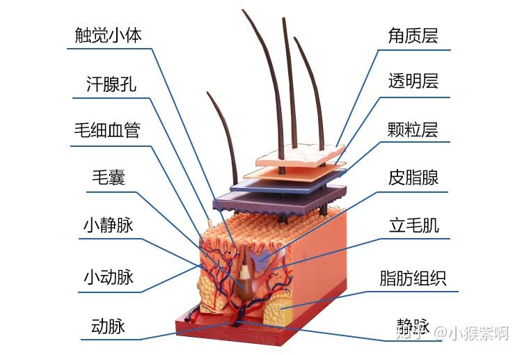 皮肤的构成