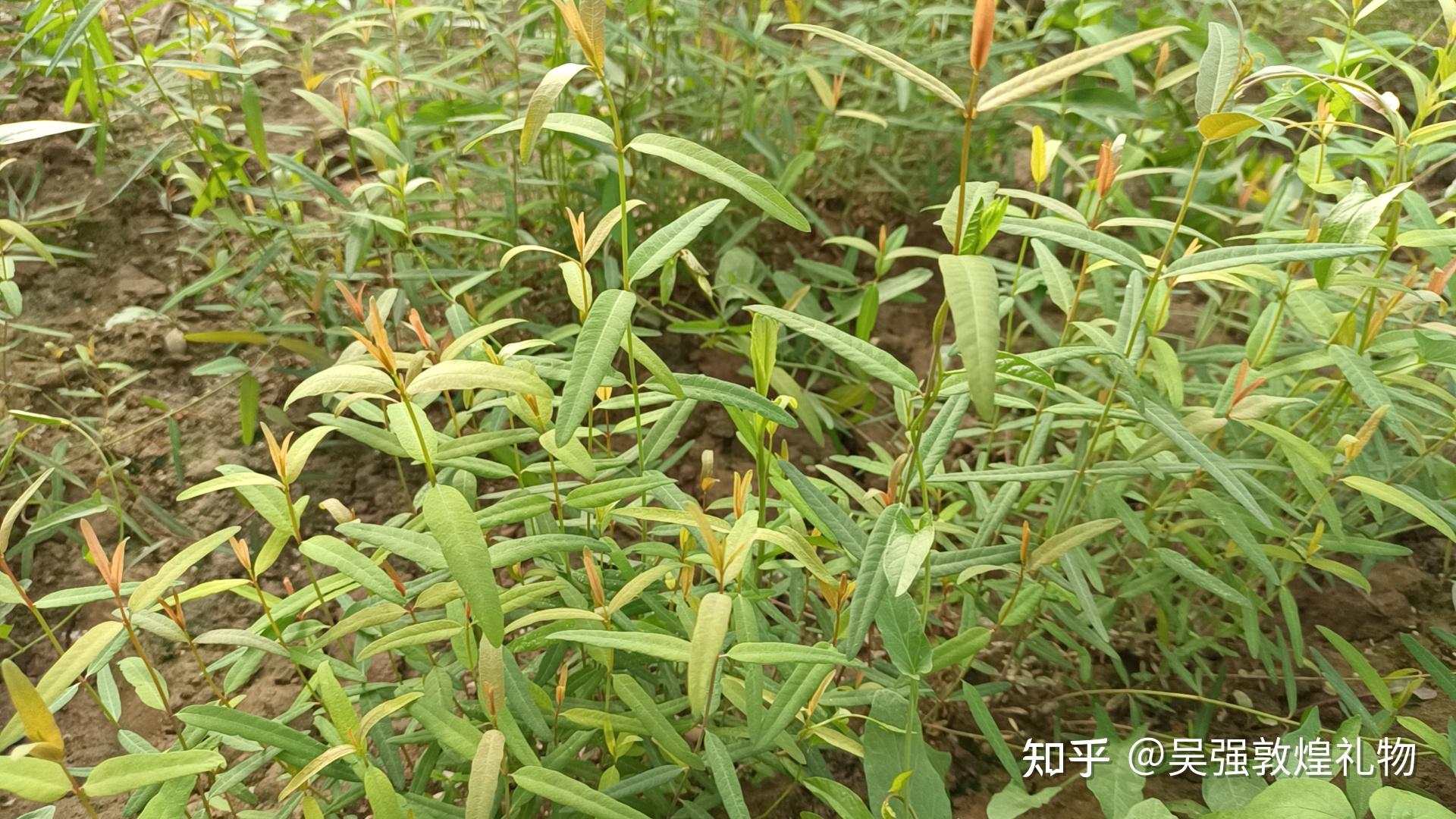 敦煌八怪|小花红麻罗布麻成长记 - 知乎