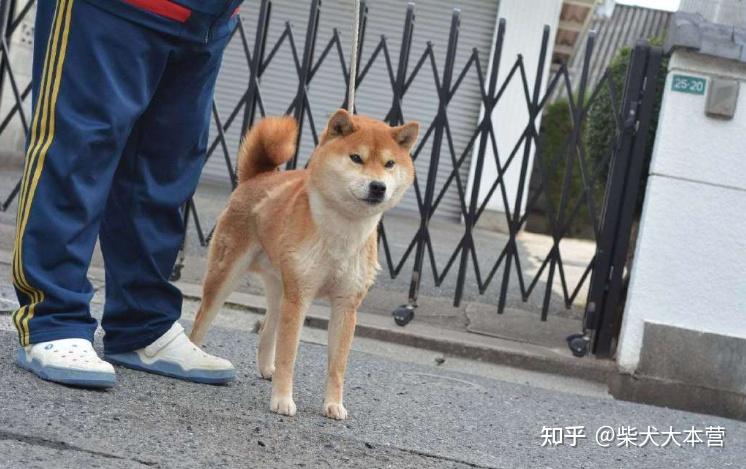 柴犬小課堂這樣的柴犬你喜歡養嗎