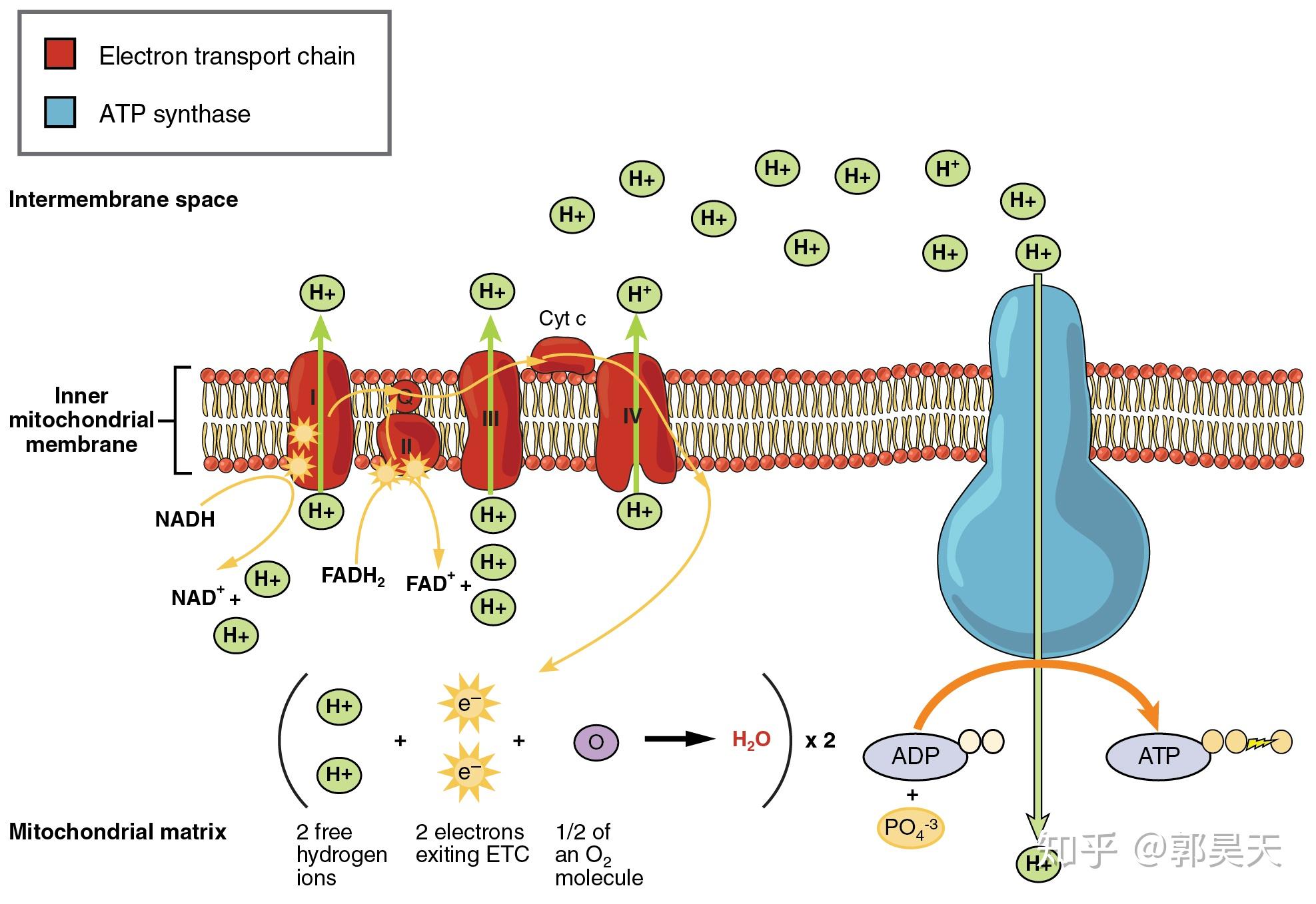 葡萄糖氧化产生的能量是如何令adp转换为atp的