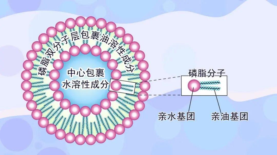 卵磷脂在化妆品中的应用 - 知乎