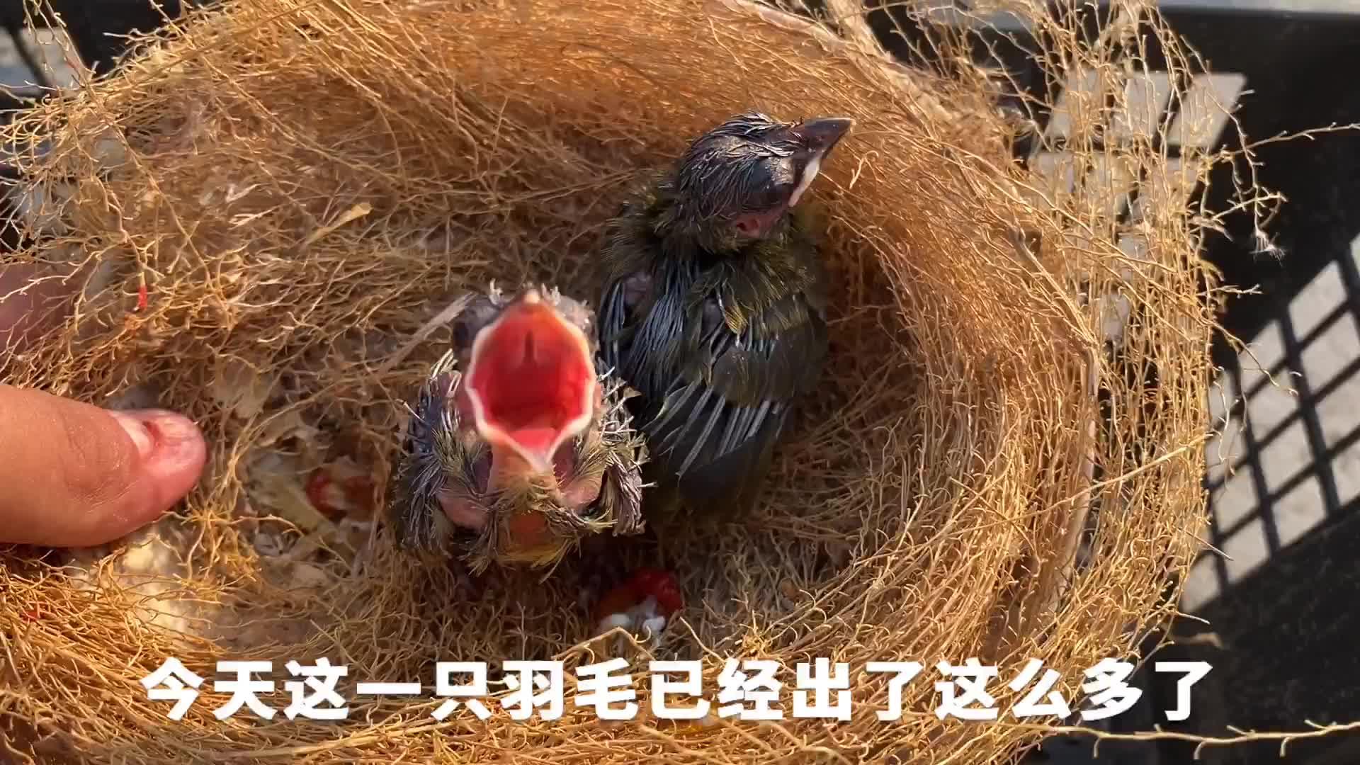 養過最小的鳥寶寶,一巴掌能捧幾隻? - 知乎