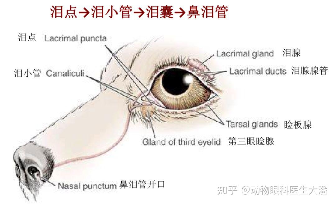 动物眼科医生吐血整理狗狗泪痕原因都在这了