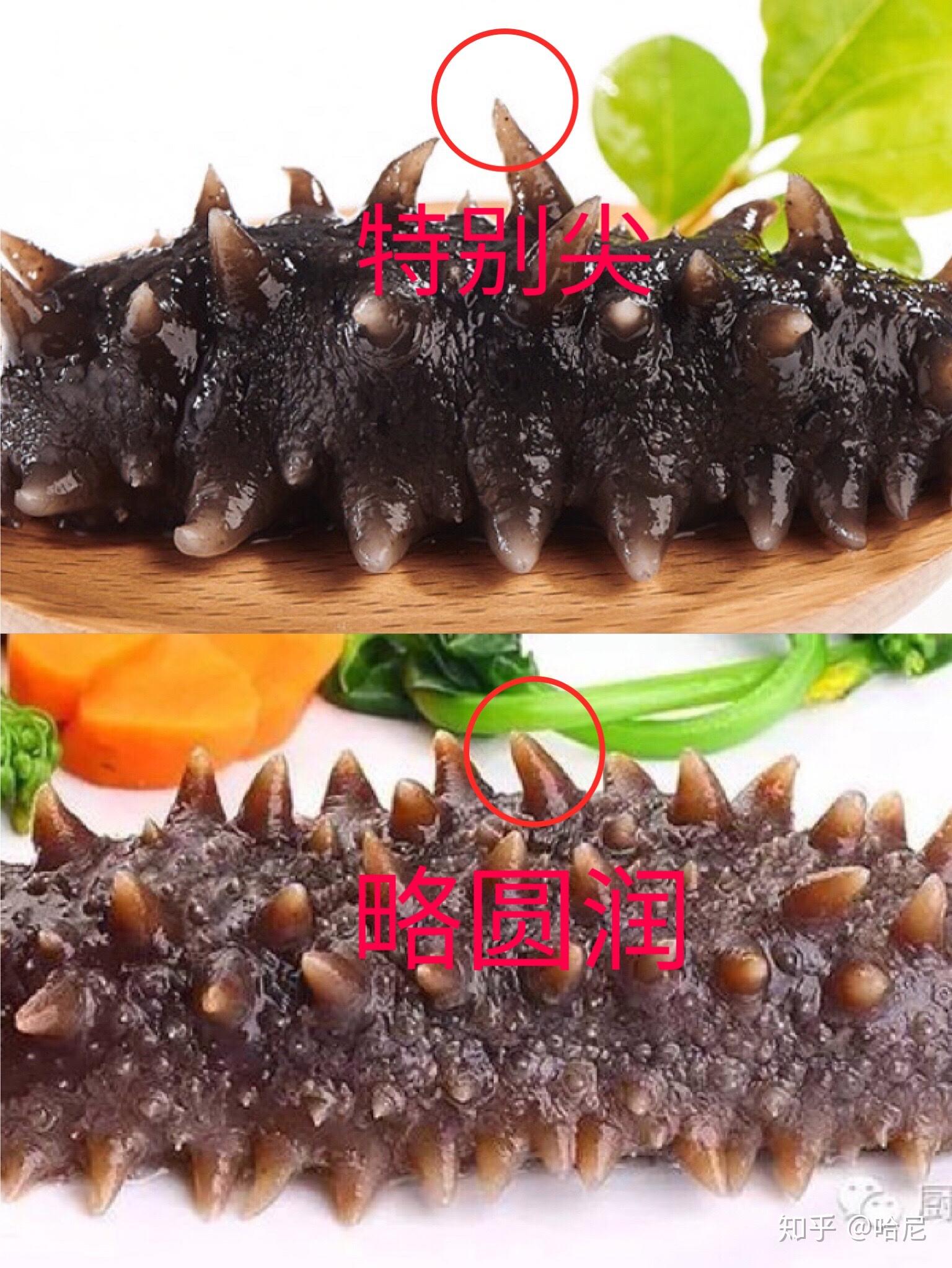 作为大连人对几个品种海参的看法？ - 知乎