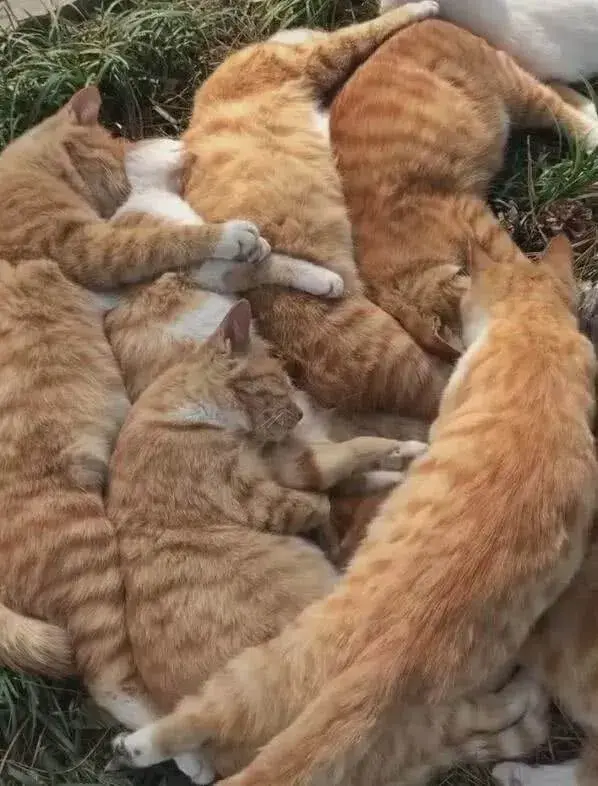 一堆橘猫躺在草地里路人被吓坏了看清楚后笑喷了睡太香了