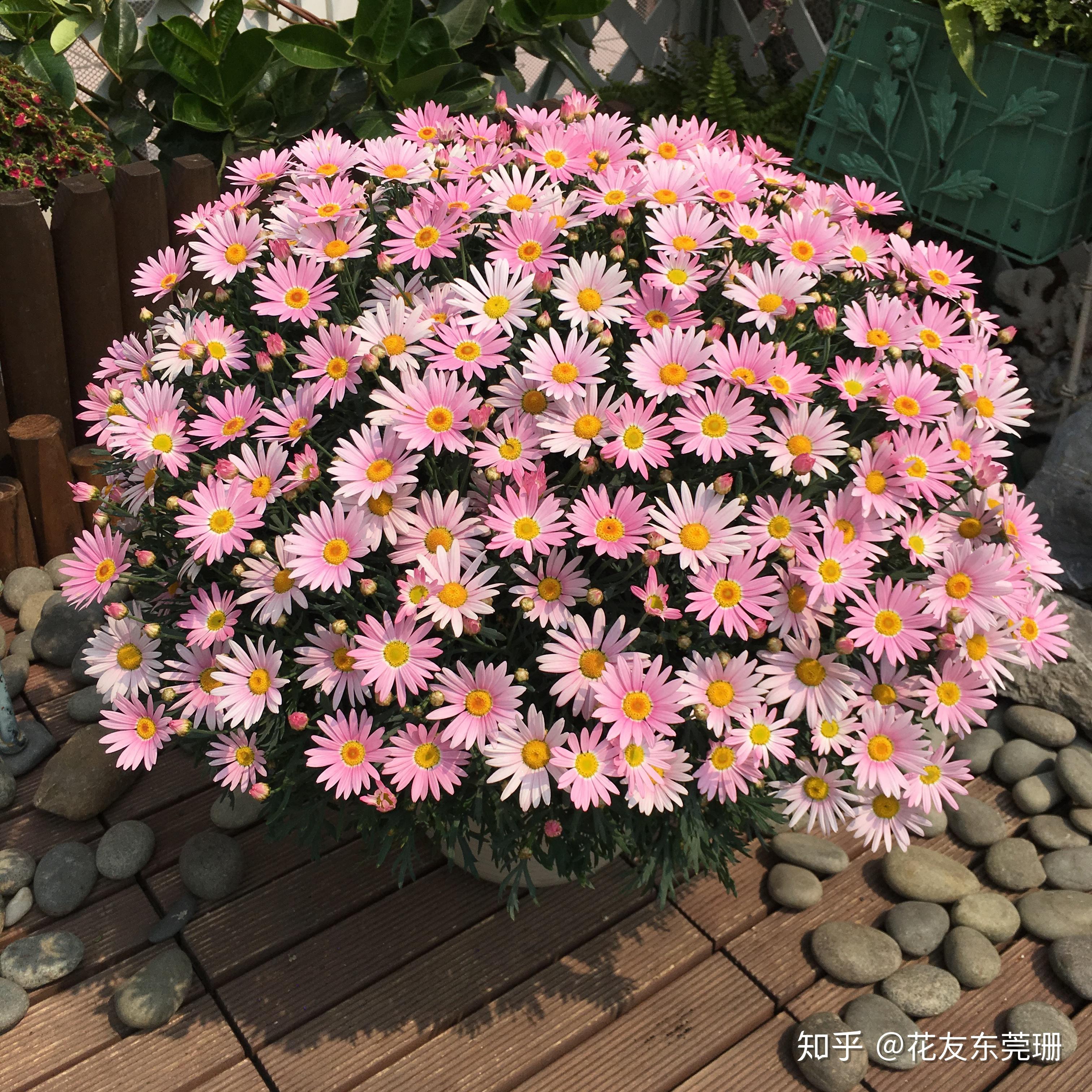 东莞珊种植分享 - 2017版玛格丽特种植成球笔记