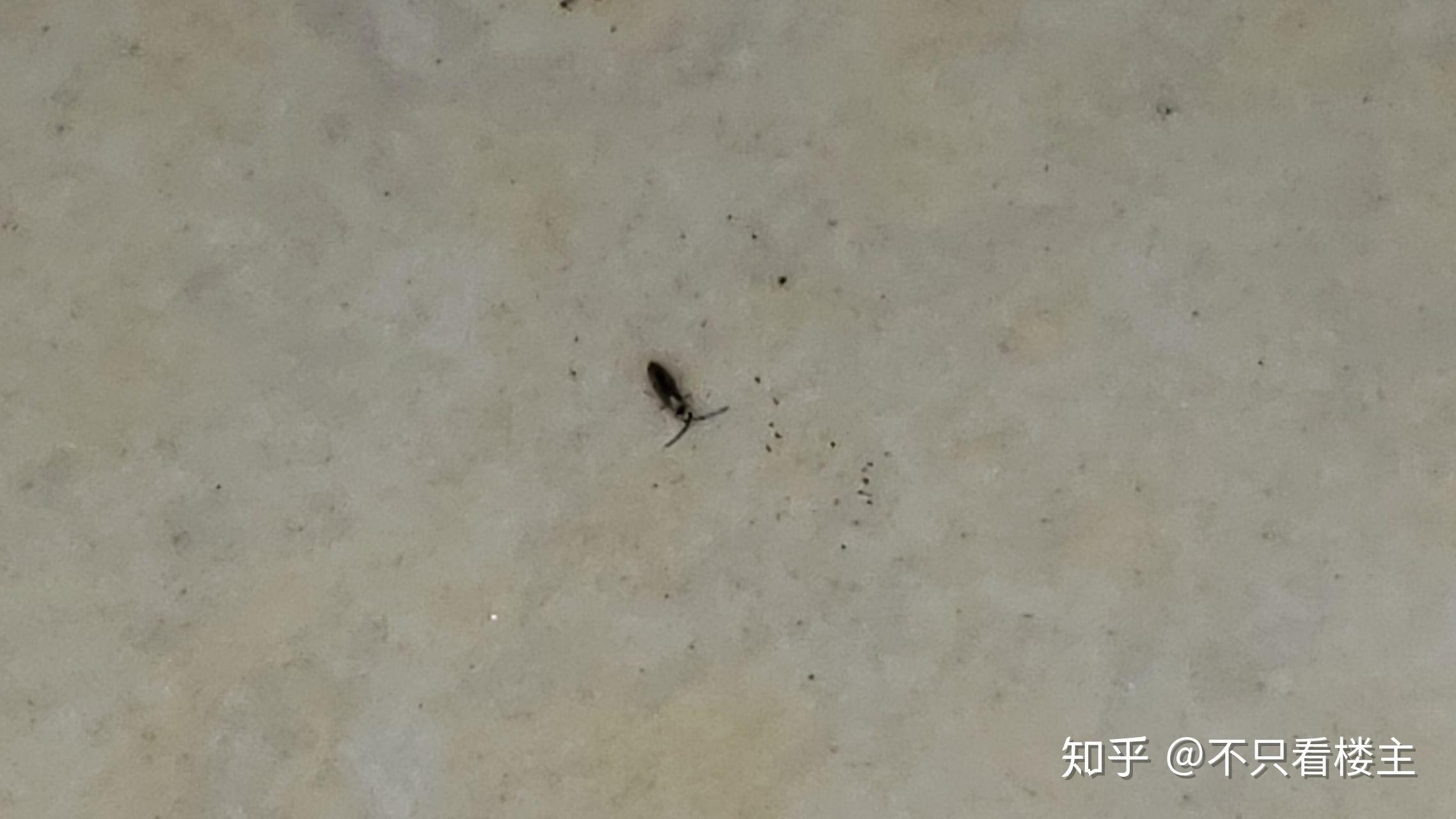 我家里地板上，柜门上看到这种小虫子，大概一毫米左右，非常小，能帮忙研究一下这是为什么？如何解决？_百度知道