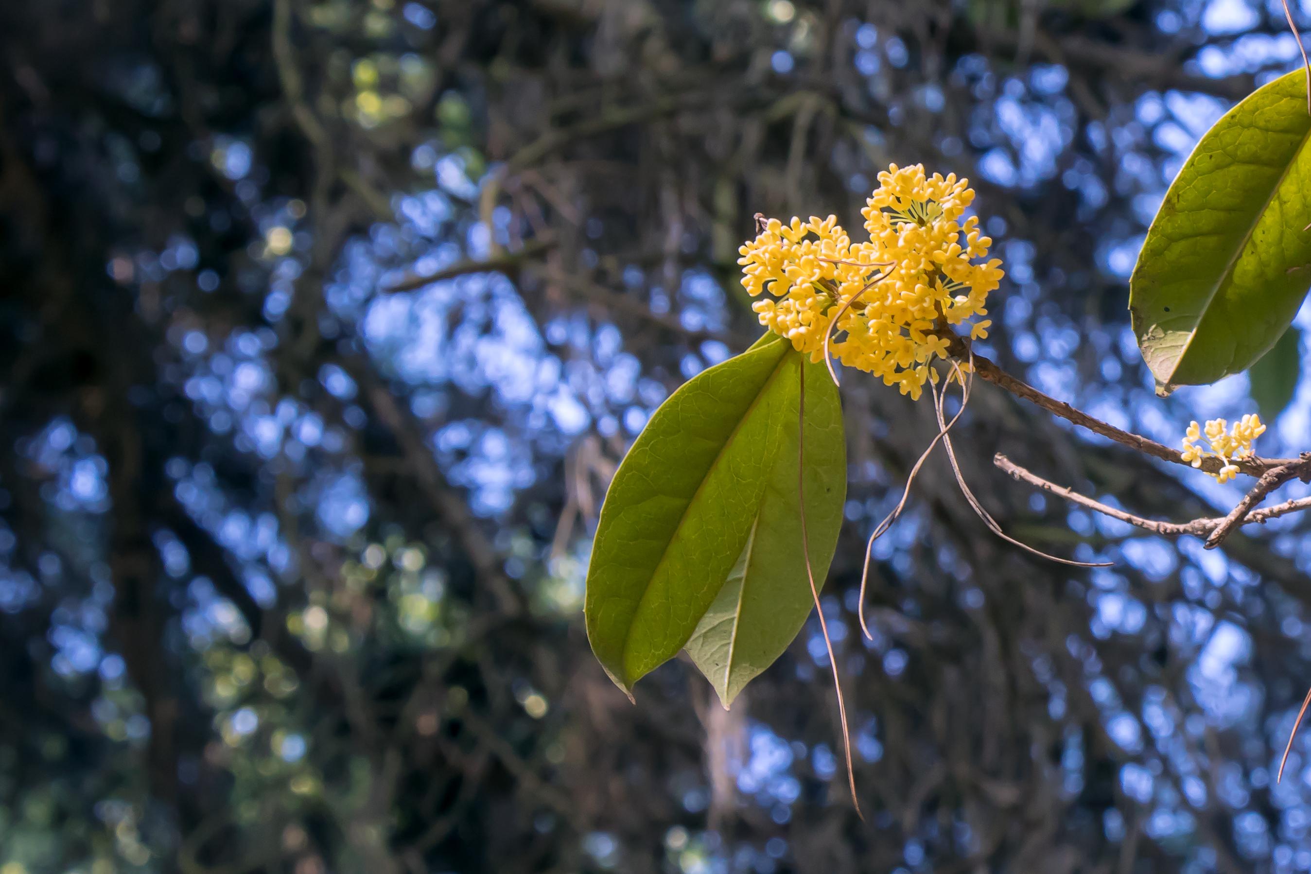 微距摄影的景深合成怎么拍?怎样拍出全画面都清晰的微距照