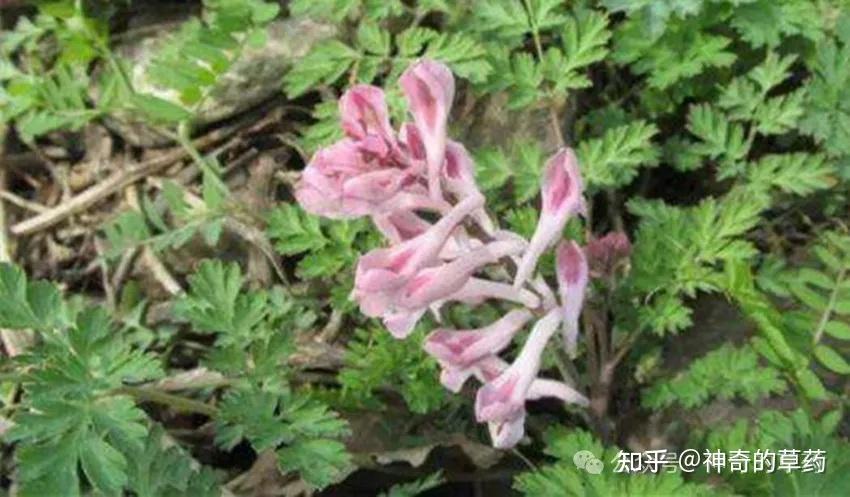 中药材:五味草
