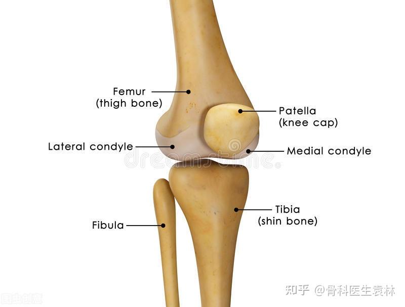 我們都知道,我們人類的膝關節都是由軟骨,膝關節囊以及關節液和韌帶