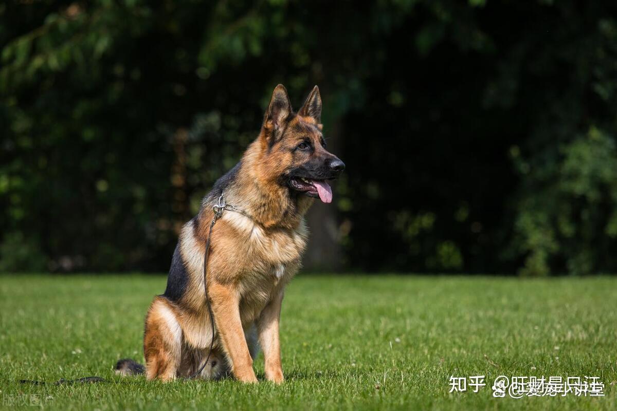 狗狗忠诚度排行德牧上榜第一原产于中国