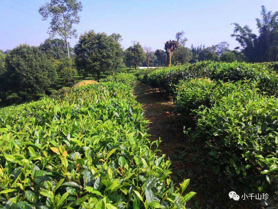 知甘苦,品岁月——闲聊普洱古树茶与老茶