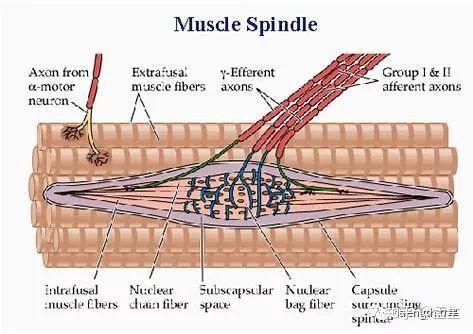 了解拉伸背后的故事解读肌梭与高尔基肌腱