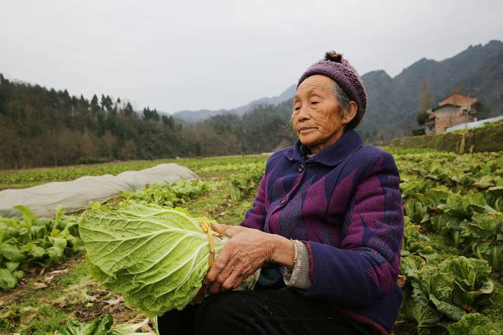 高山夏白菜栽培技术分享 做好田间管理措施 防抽薹和叶球松散 知乎