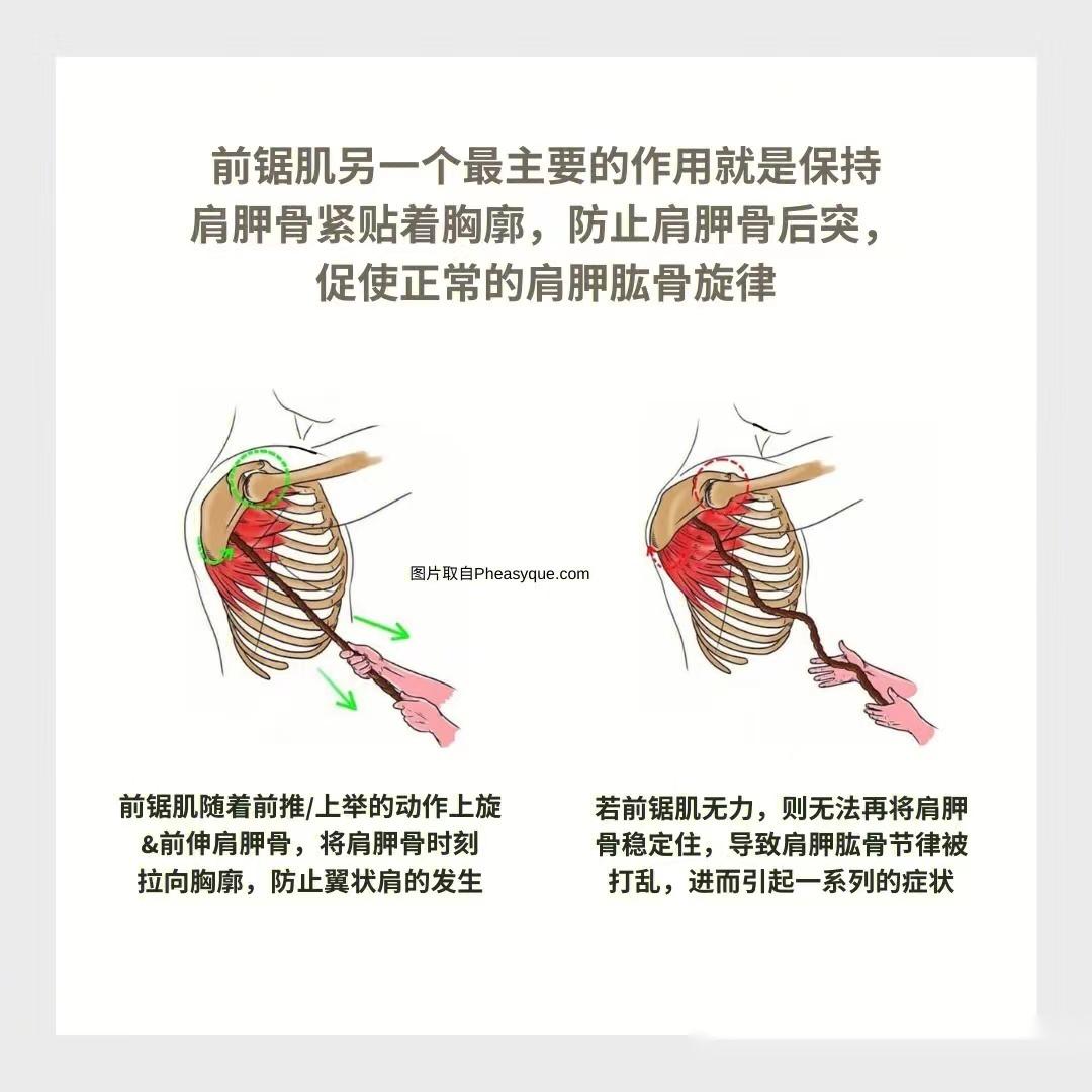 前锯肌起止点及功能图图片