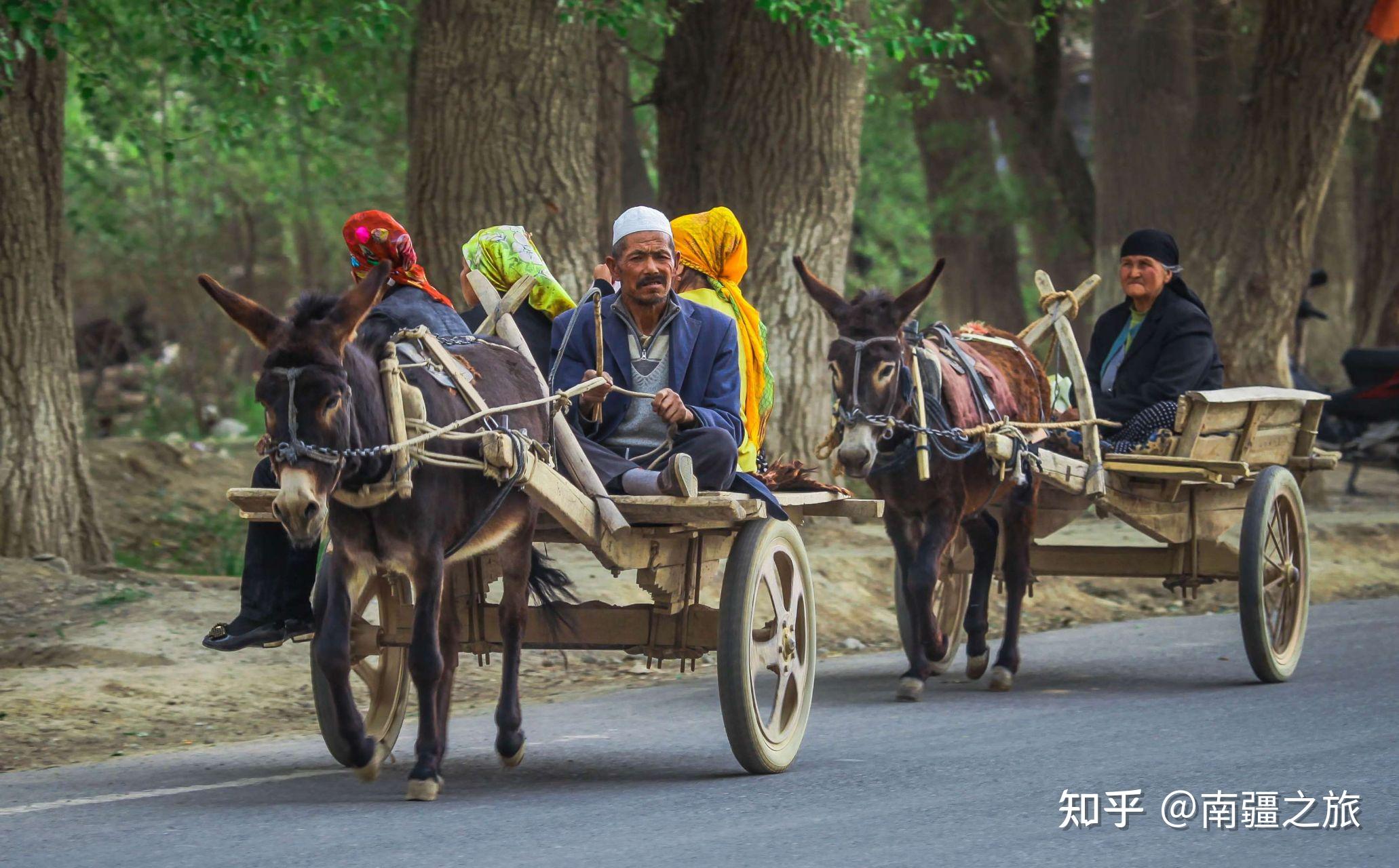 来到南疆的农村,几乎无处不见毛驴车,特别是到了巴扎日(赶集日),南来
