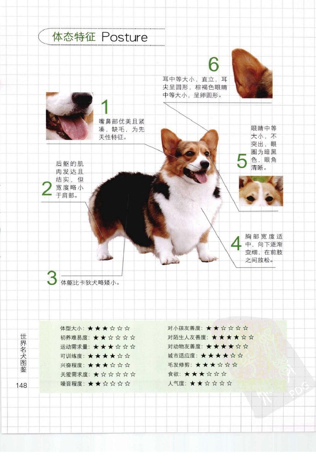 这只柯基犬品相怎么样