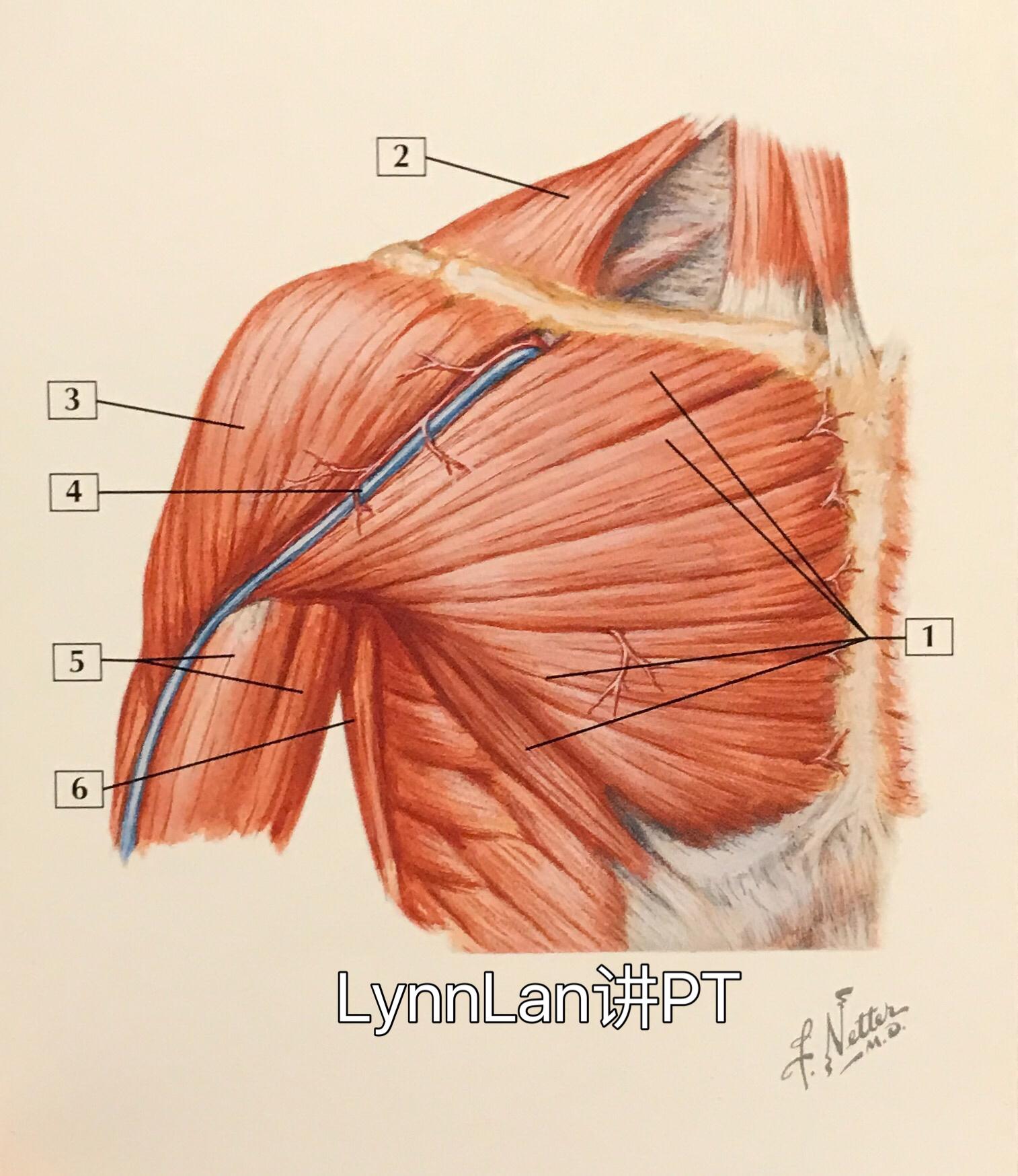 scapular spine图片