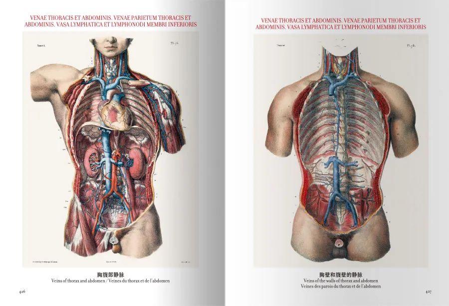 人体解剖图谱】人类的自我认识之旅- 知乎