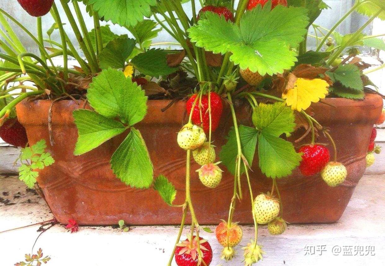 草莓籽怎么种植方法简单，花盆种草莓种子的方法