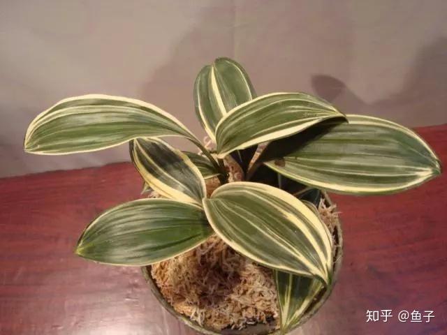 兰花推荐:兔耳兰的鉴赏以及栽培养护 - 知乎