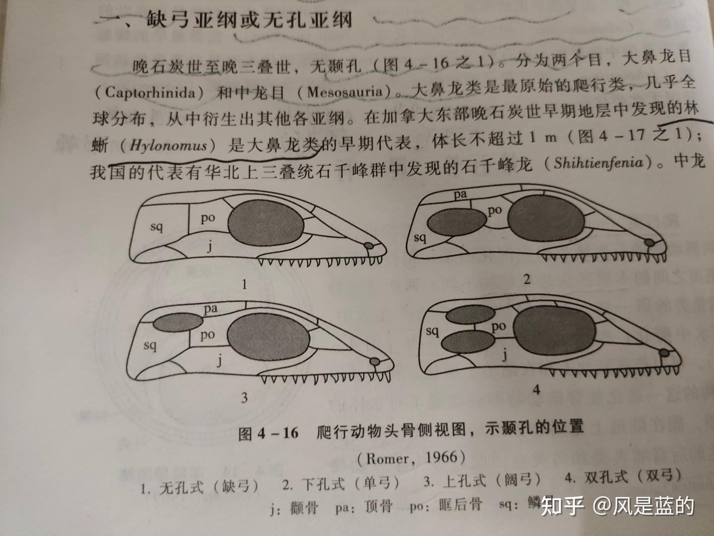 脊椎动物的演化06羊膜动物的分类系统 - 知乎