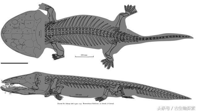 体重超过3吨,这个数值应该已经超过了之前介绍的最大两栖类锯齿螈