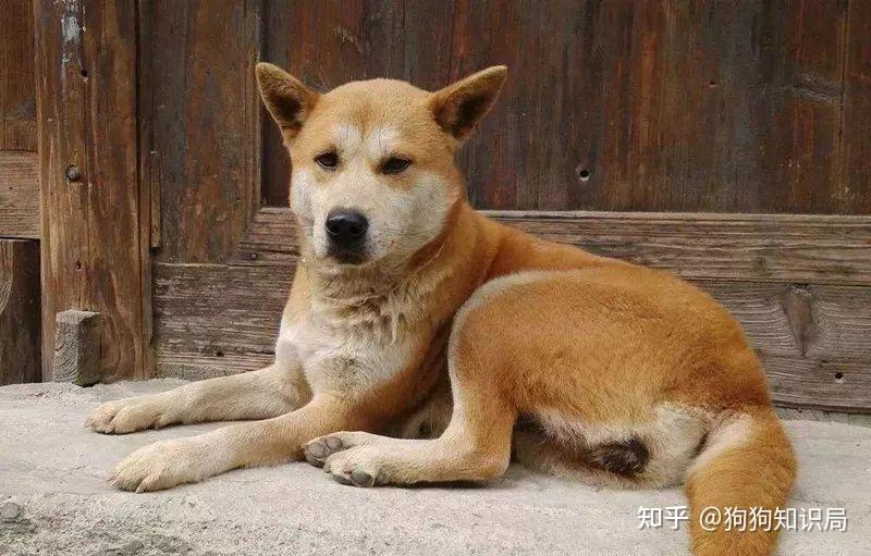 “黄狗”有多好?不养不知道,养了让你捡到宝 - 知乎