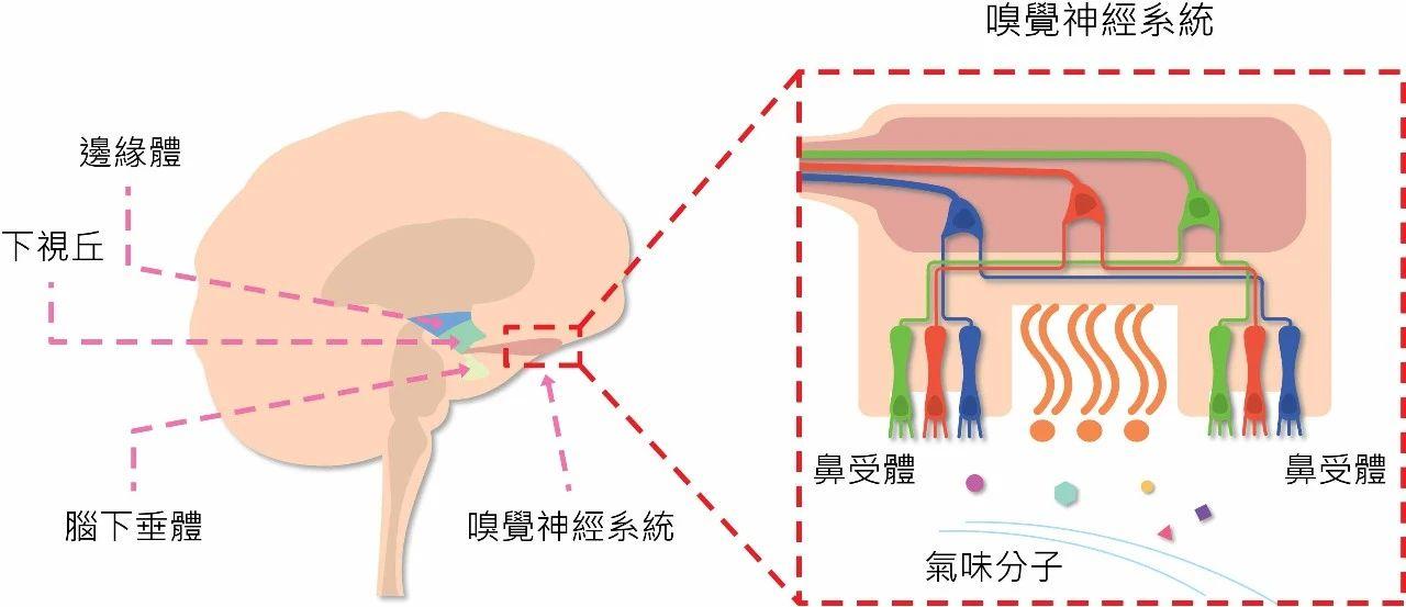 粘膜中,由嗅毛的嗅觉感受器捕捉分子所携带的信息,再传到嗅球僧帽细胞