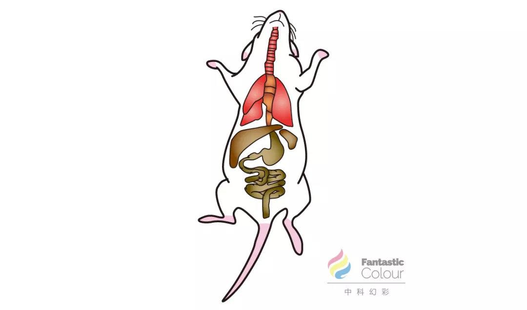 小鼠解剖器官手绘图片图片