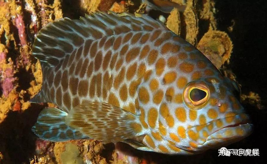 石斑鱼怎么选,如何吃?常见石斑鱼大全