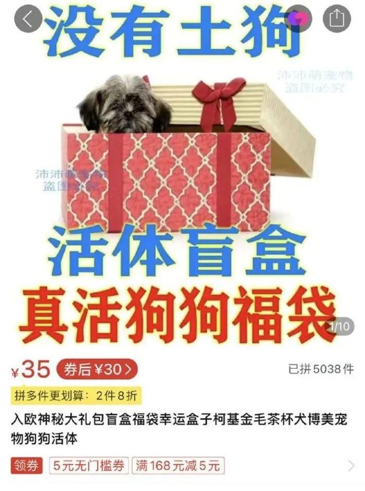 活体猫咪盲盒,是怎么邮寄的