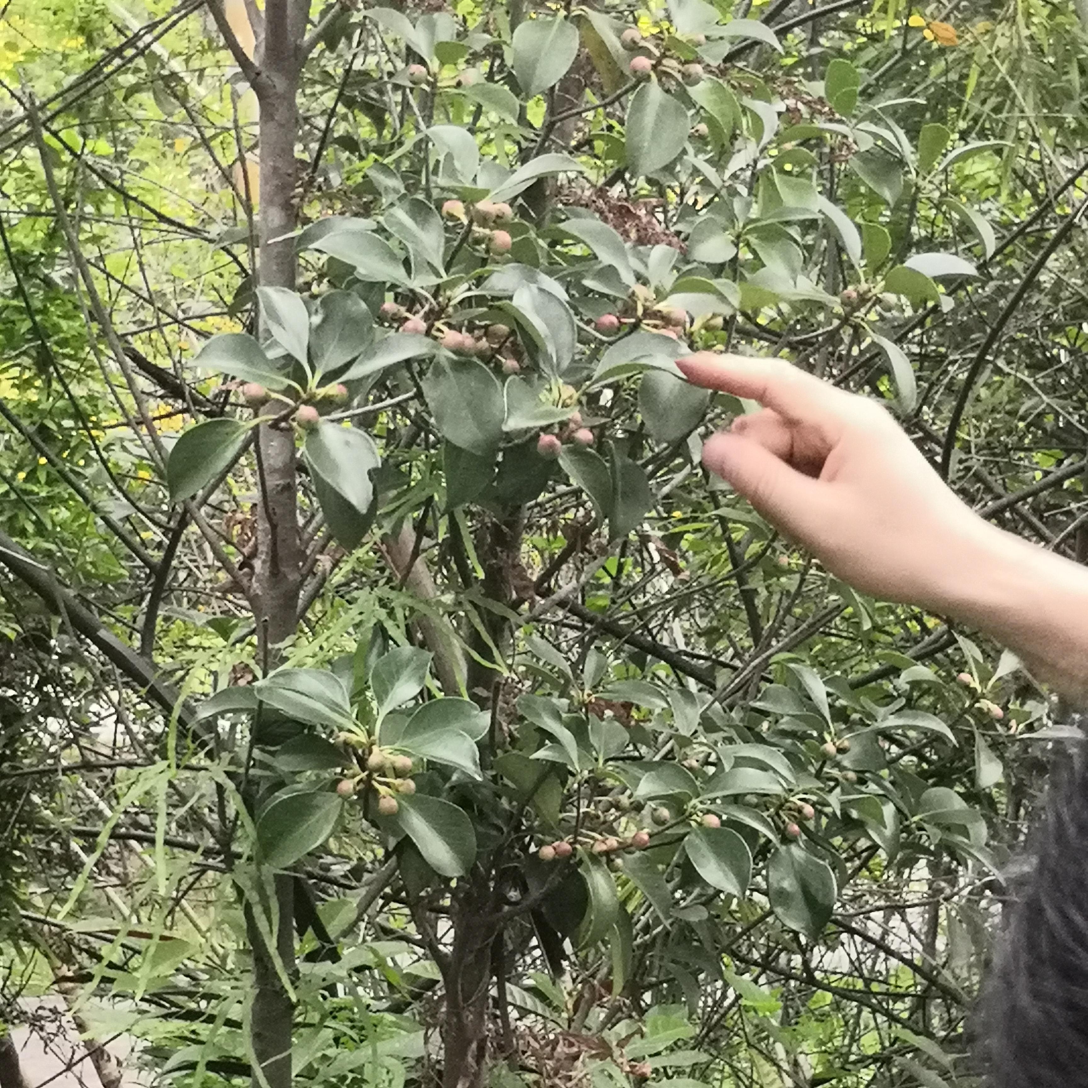 重瓣朱瑾49.菩提树桑科叶三角形,拖尾巴50.鹅掌藤羽状复叶51.