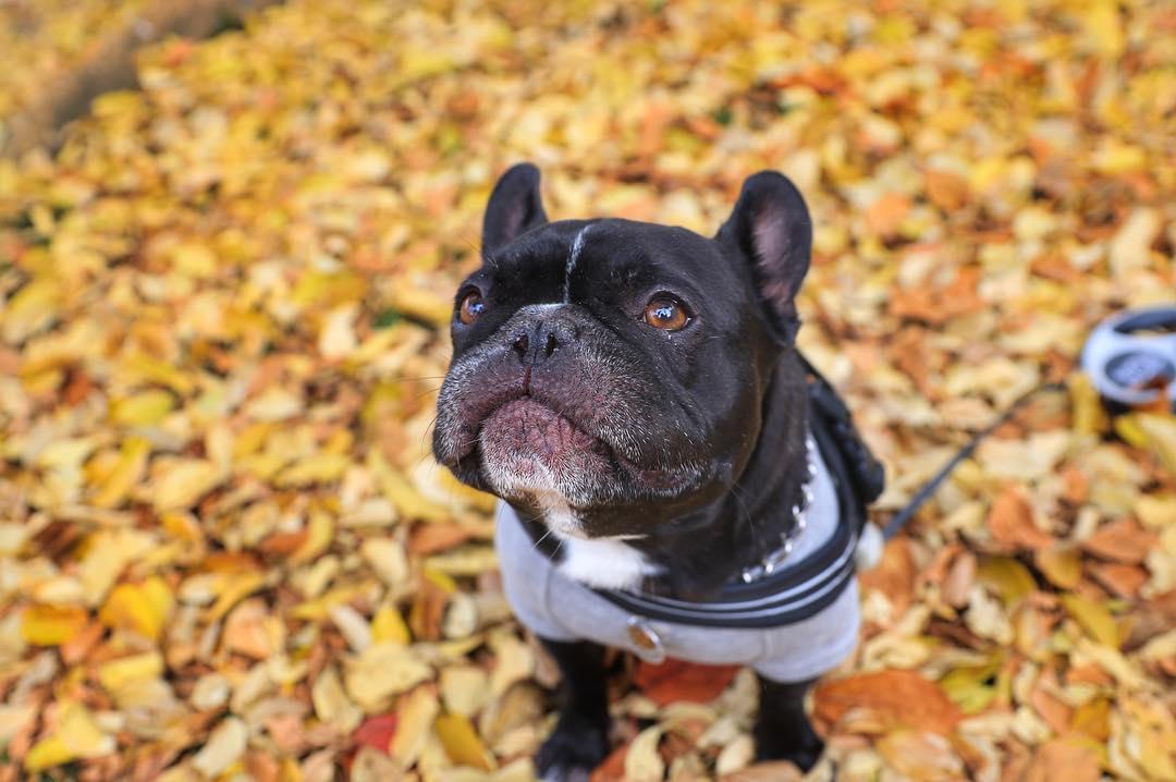 想要养好斗牛犬 这四点功课要做足 知乎 想要养好斗牛犬 这四点功课要做足 知乎