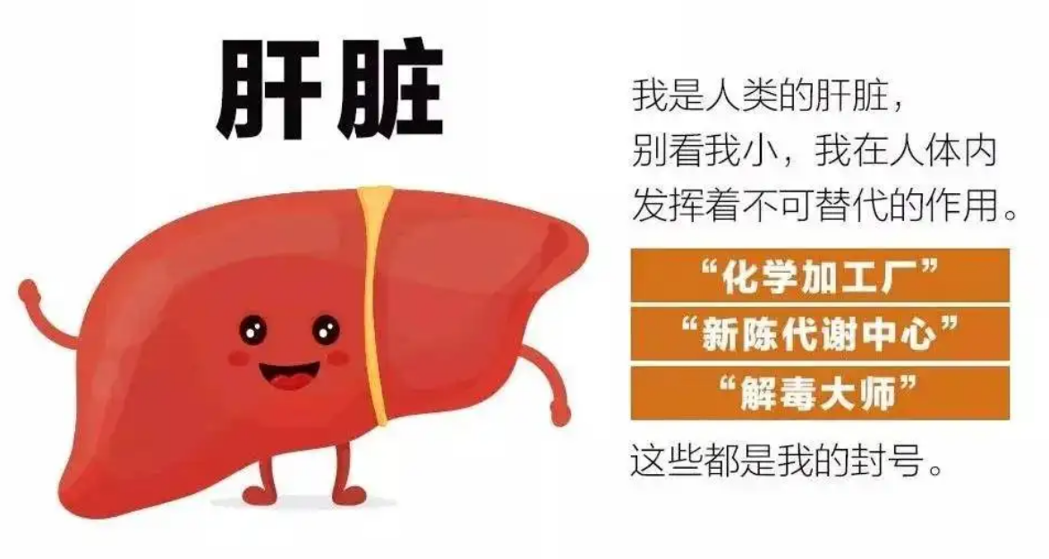 肝不好的人身上可能有几个异常表现，希望你都没有! - 知乎